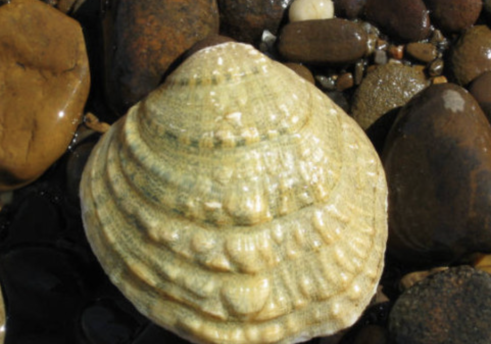 FANGIRL for Fanshell Mussels: Celebrating a Local Endangered Species!